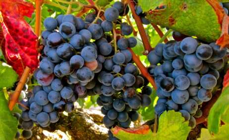 La variedad de uva Garnacha tinta