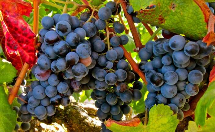La variedad de uva Garnacha tinta