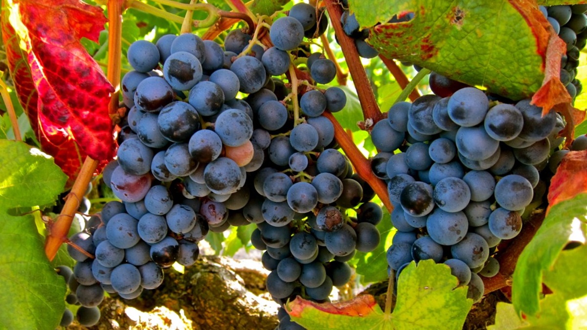 La variedad de uva Garnacha tinta