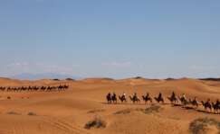 Caravana de camellos en Oriente Medio
