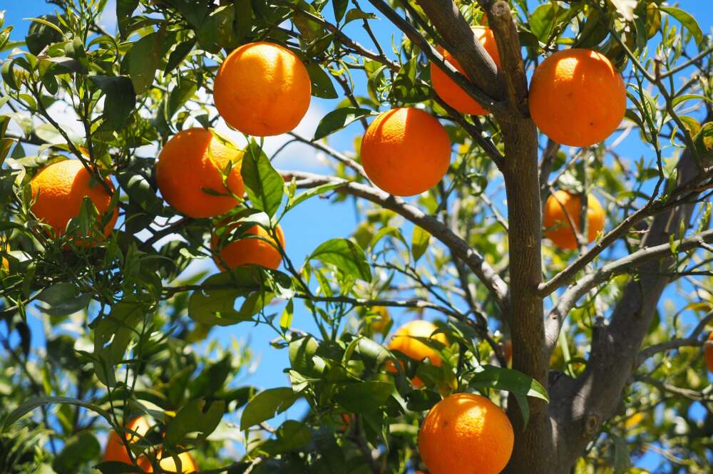 naranjas en el árbol