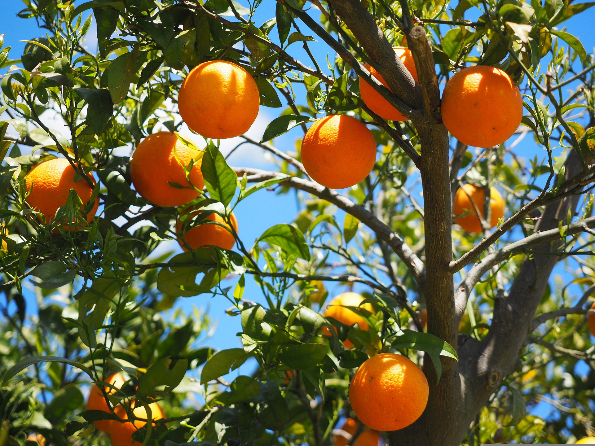 naranjas en el árbol