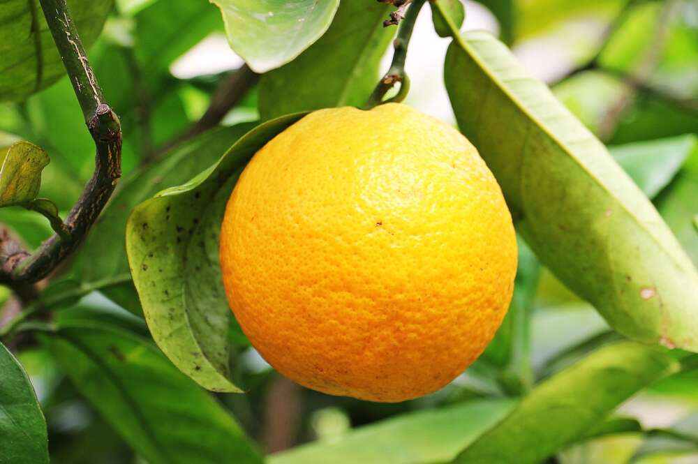 Una naranja. Foto: Pixabay.