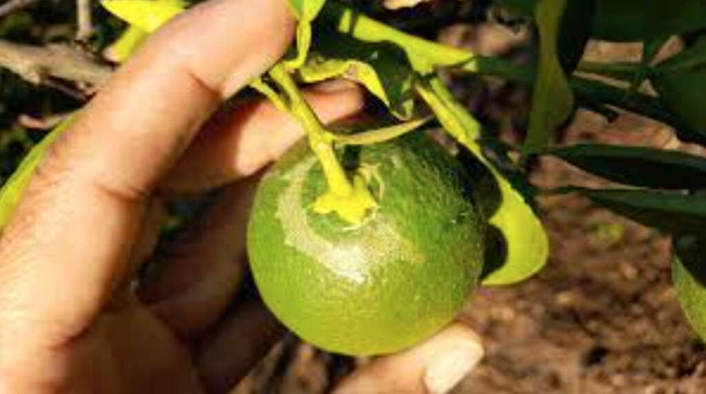 Fruto afectado por la plaga. Foto: Junta de Andalucía. 