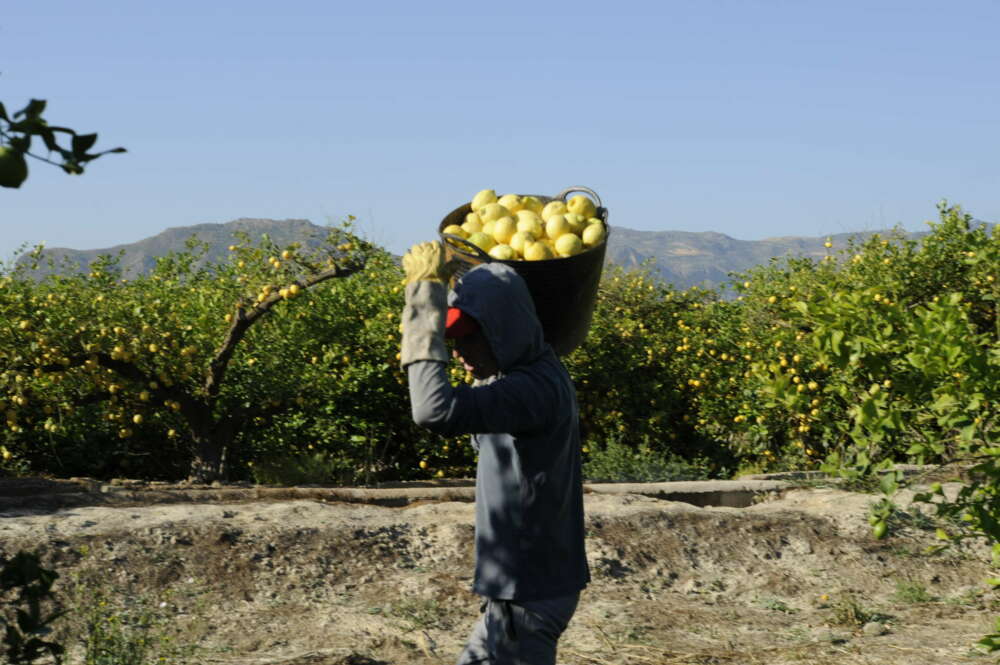 Un agricultor recolecta limones. Foto: Freepik.