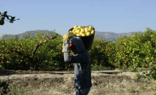 Un agricultor recolecta limones. Foto: Freepik.