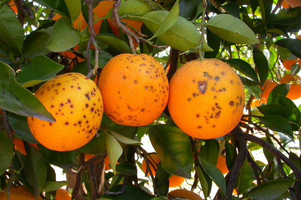 Naranjas valencianas afectadas por una plaga. Foto: AVA Asaja.