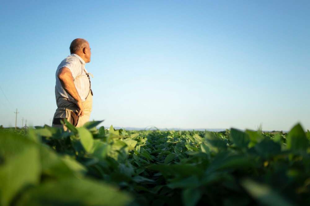 Un agricultor mira con preocupación la cosecha. Foto: Freepik.