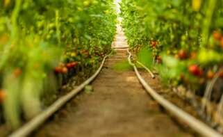 Un cultivo de tomates. Foto: Freepik.