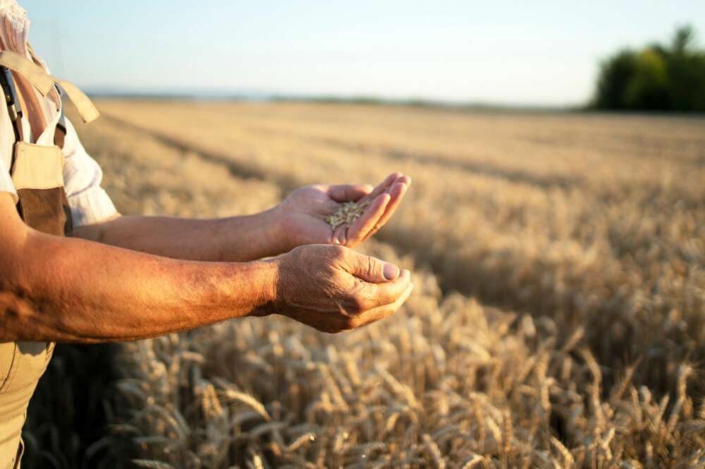 Un agricultor recoge granos de cereal. Foto: Freepik.