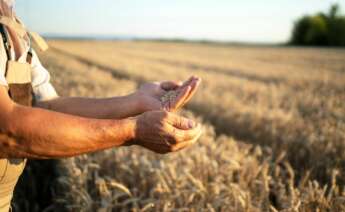 Un agricultor recoge granos de cereal. Foto: Freepik.