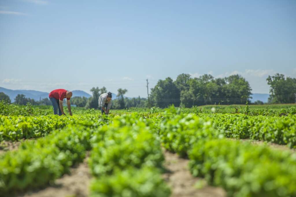 Unos agricultores trabajan la tierra. Foto: Freepik.