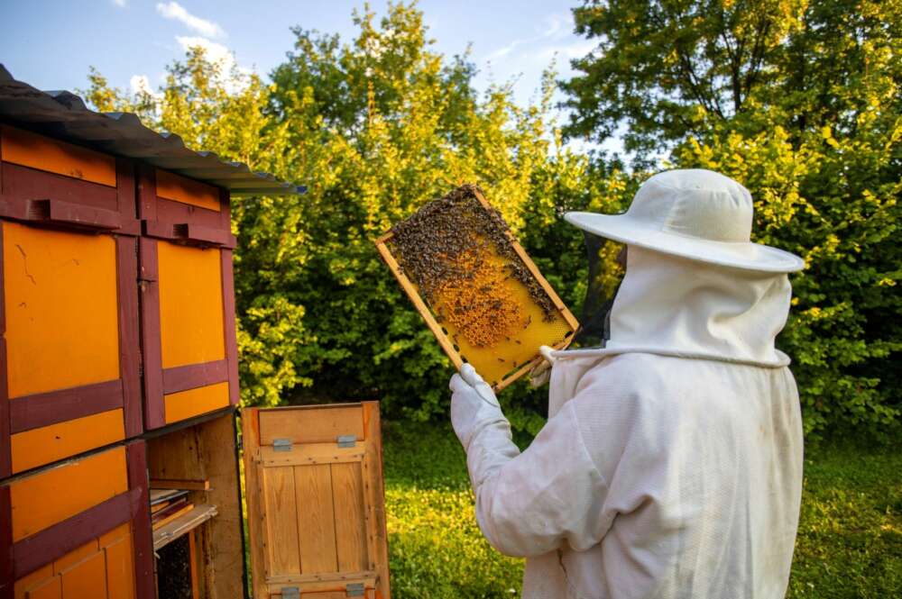 Un apicultor. Foto: Freepik.