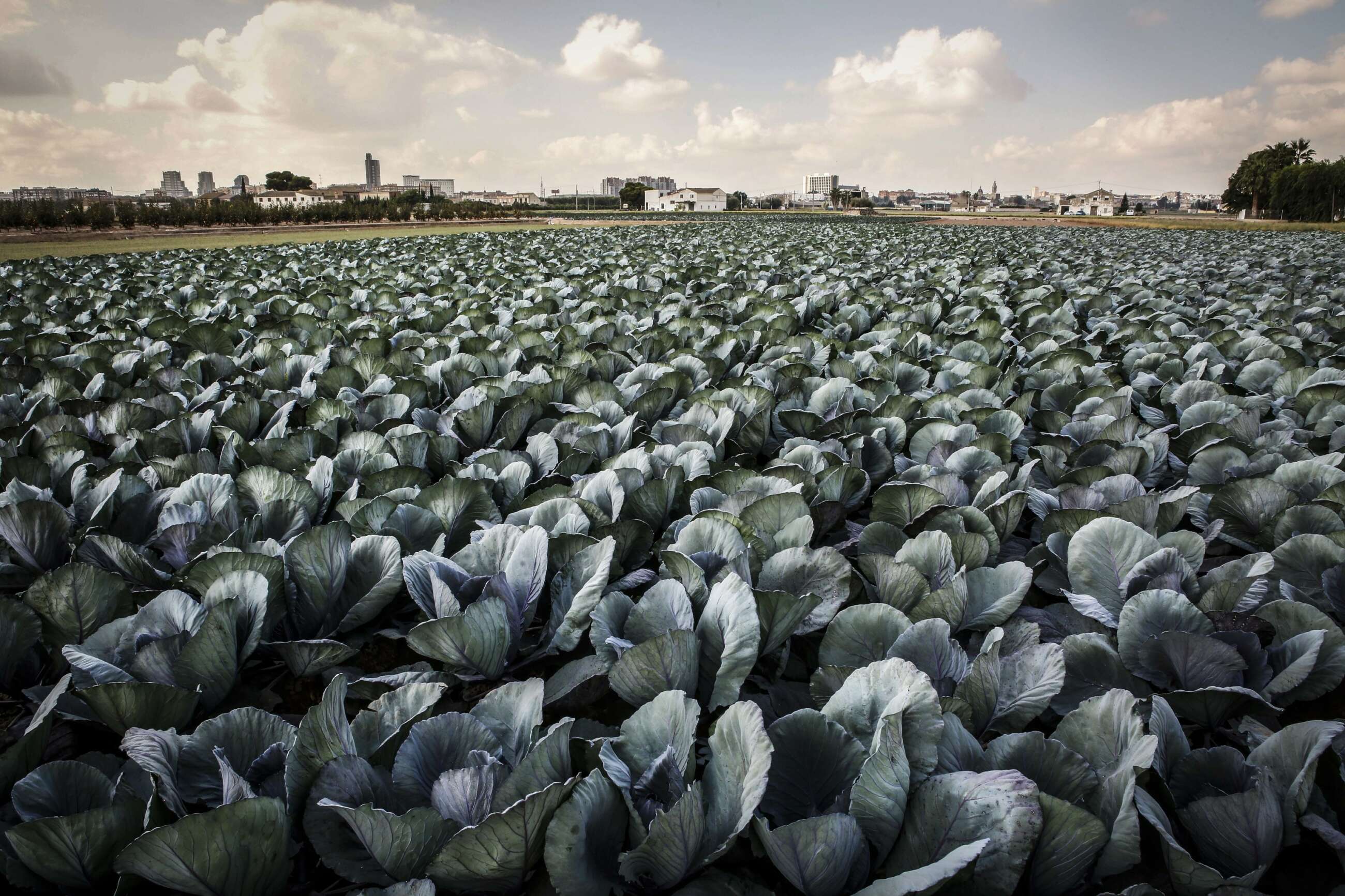 Productos fresco en un paisaje de la Huerta de Valencia
