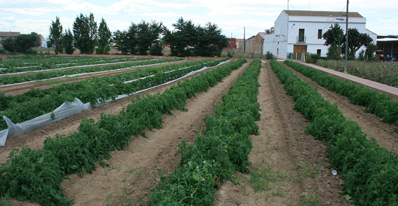 Huerta valenciana Foto: Ava-Asaja