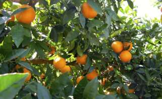 Naranjas
