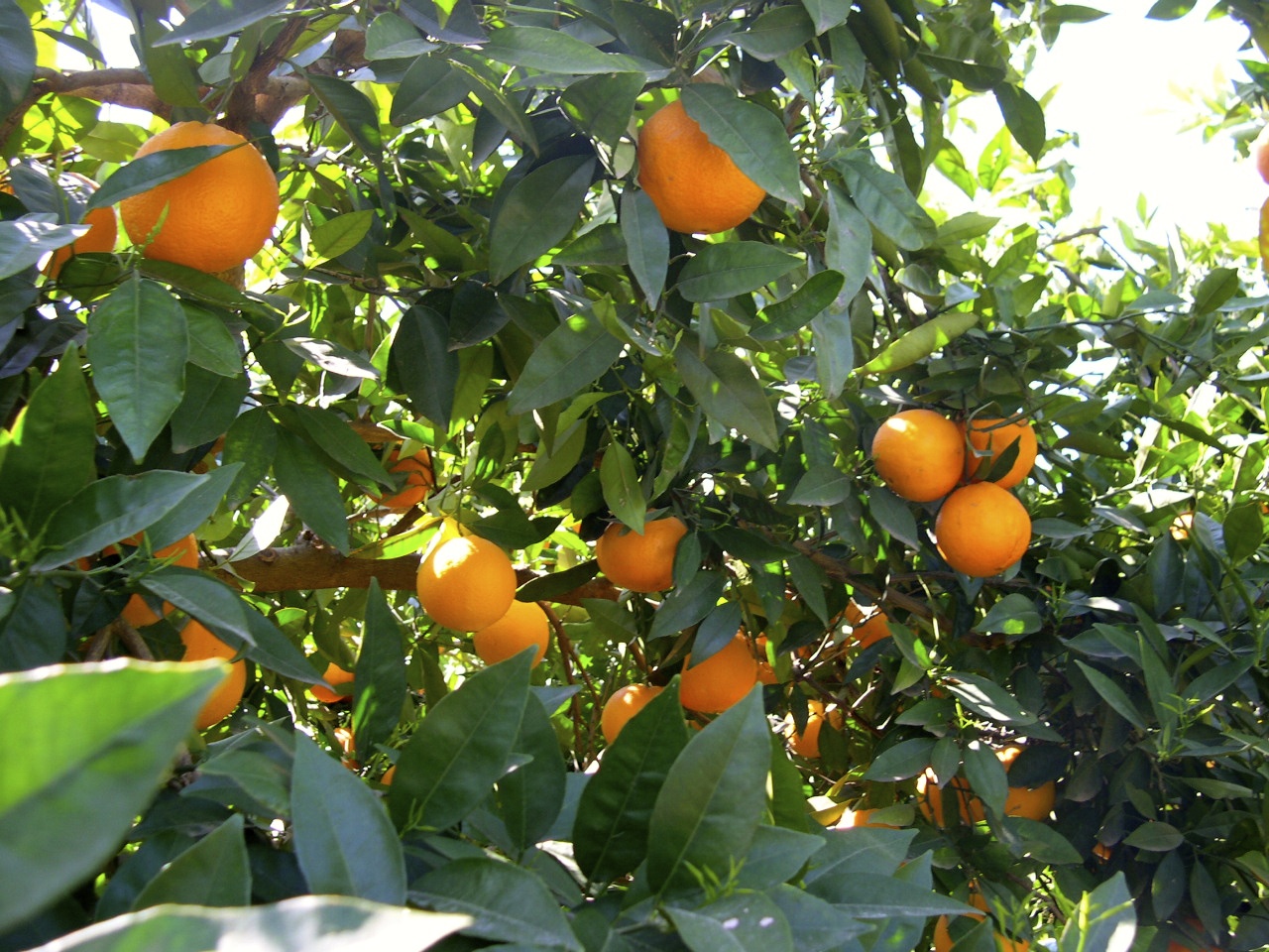 Naranjas