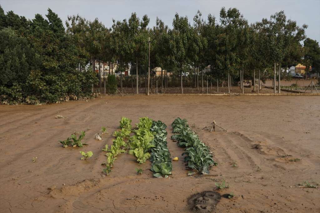 AVA-ASAJA pide mas ayudas al sector agricola 
