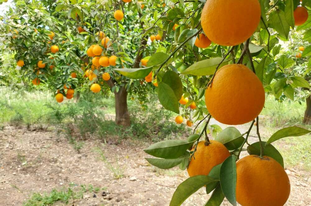 Naranjas de un campo de Gandía
