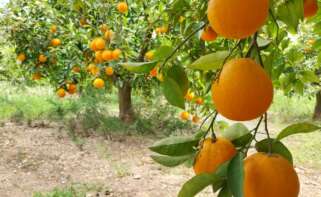 Naranjas de un campo de Gandía