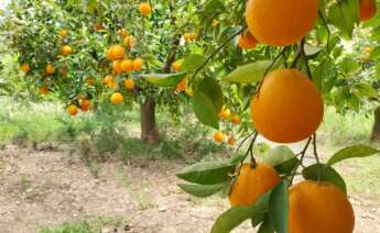 Naranjas de un campo de Gandía