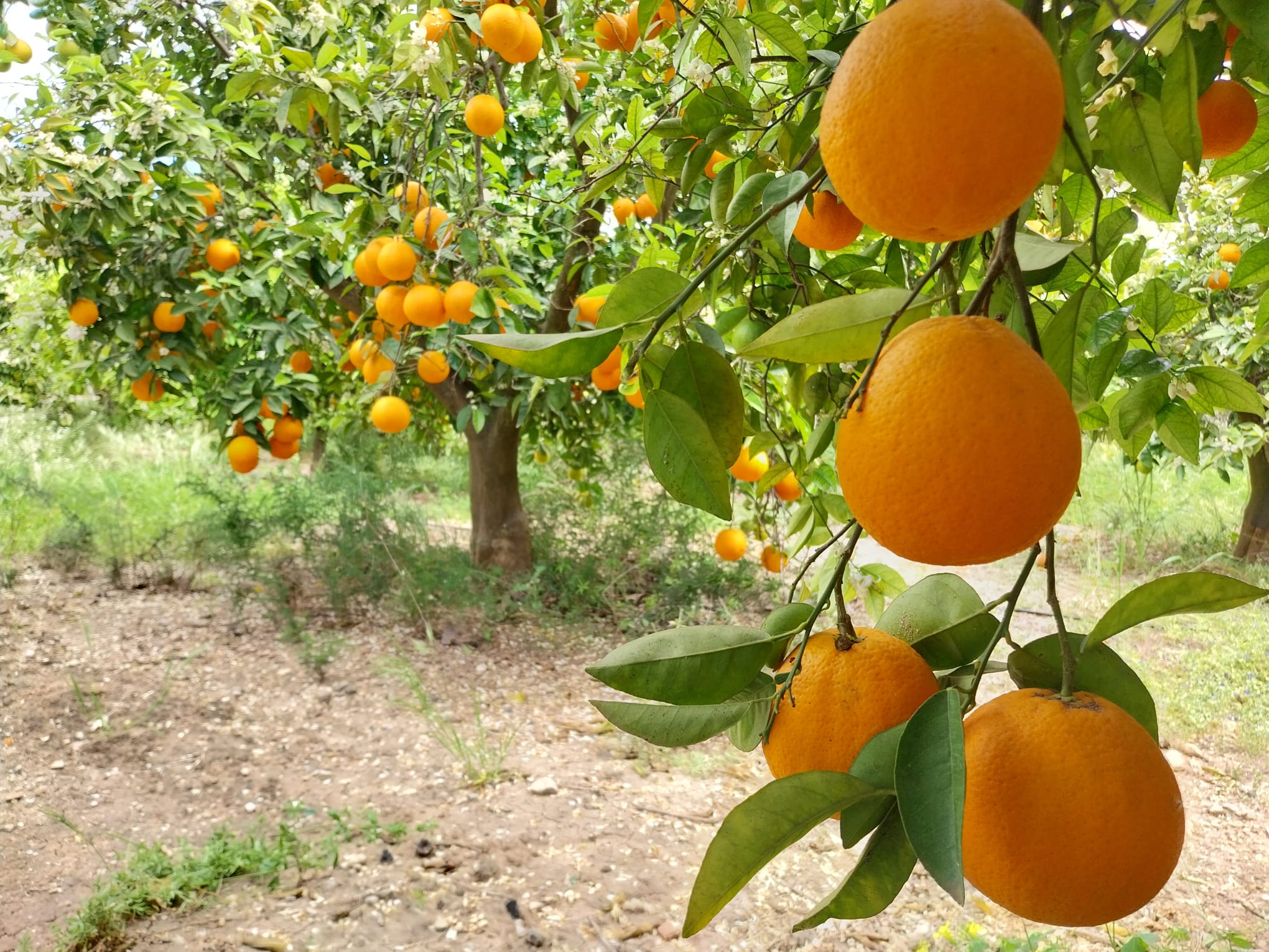 Naranjas de un campo de Gandía