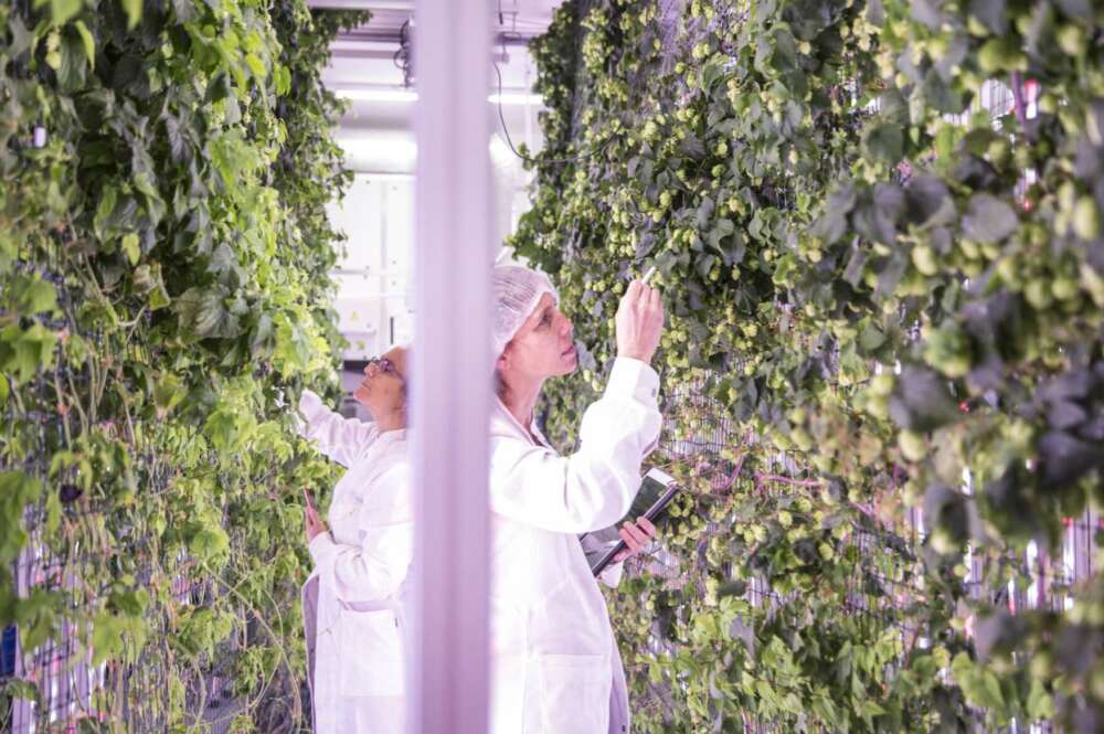 Ekonoke en el proceso de cultivo del lúpulo