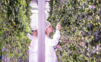 Ekonoke en el proceso de cultivo del lúpulo
