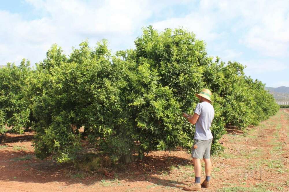 Citricultor en los campos de la Comunidad Valenciana