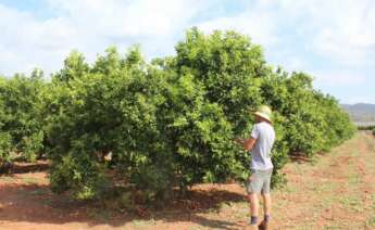 Citricultor en los campos de la Comunidad Valenciana