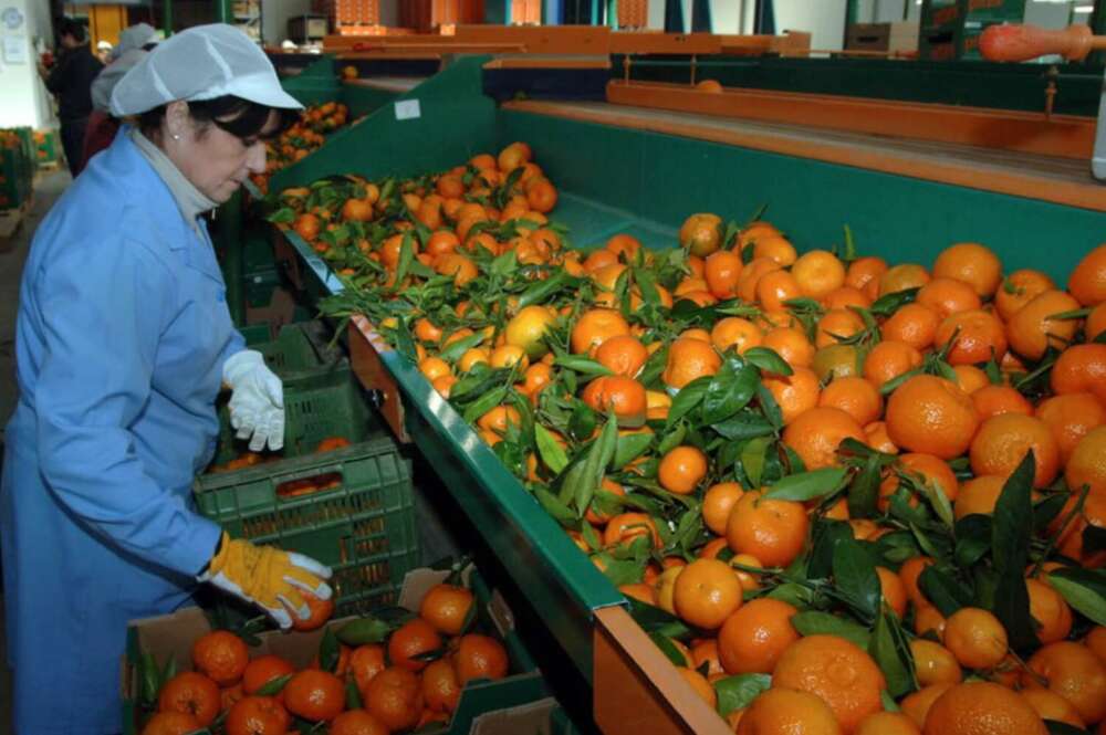 Sector agro en la Comunidad Valenciana