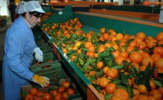 Sector agro en la Comunidad Valenciana