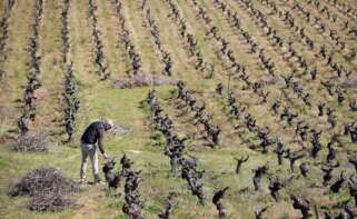 Viñedos, uva. (Foto de archivo) Carlos Castro / Europa Press 12/4/2024