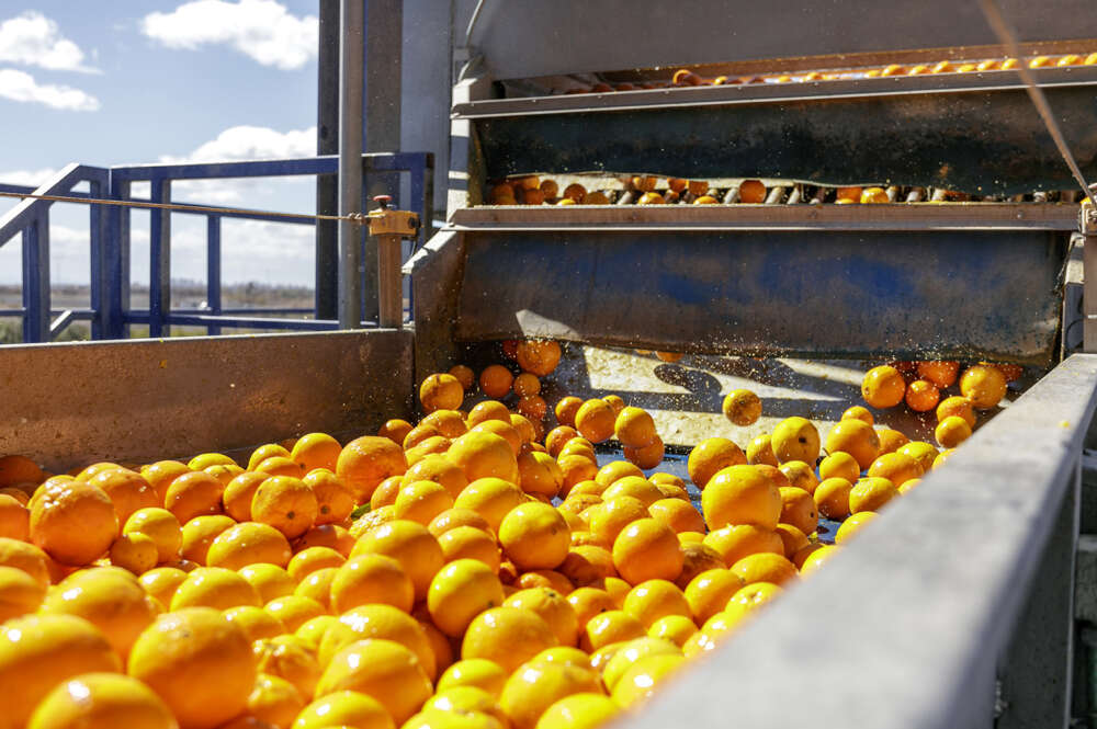 Cítricos. Naranjas. (CGC)