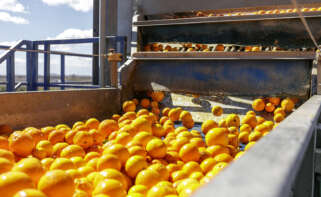 Cítricos. Naranjas. (CGC)
