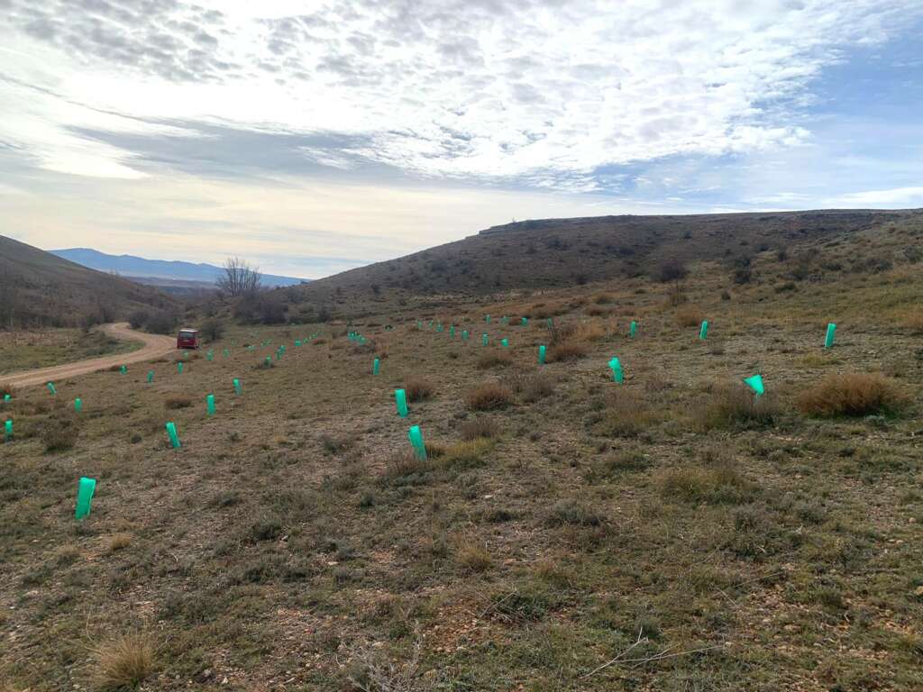 'Bosque Casual' en Teruel