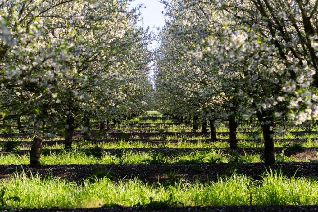 Importaco Terra pone el foco en el cultivo de frutos secos en los campos de España, Portugal y Argentina. Foto: Importaco.
