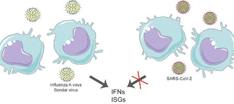 Los macrófagos alveolares producen interferones y activan genes estimulados por interferón cuando se enfrentan al virus de la influenza A o al virus Sendai, pero no cuando se enfrentan al SARS‐ CoV‐ 2, lo que sugiere que su ARN genómico es indetectable para los sensores inmunes innatos (EMBO Reports