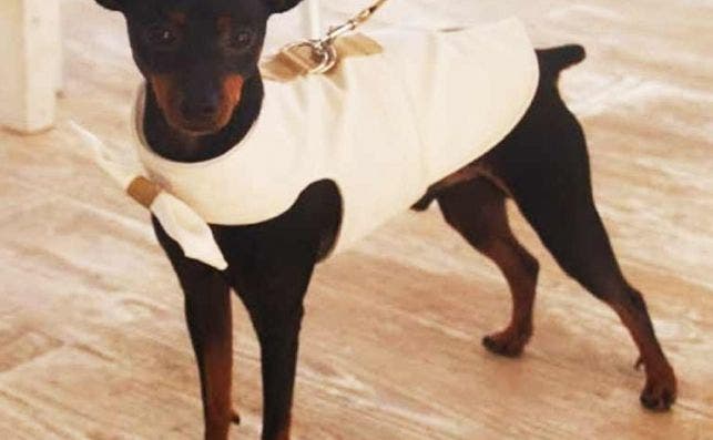 Traje de bodas para perros de Caninetto