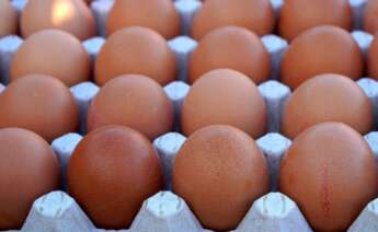 Foto en detalle de un grupo de huevos