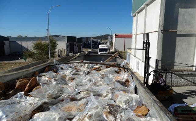 Un camión se lleva los jamones caducados encontrados en la nave de la empresa Valle de los Valfríos (Badajoz). 