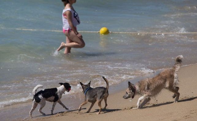 Barcelona cuenta con un sector especial para llevar perros sueltos. EFE