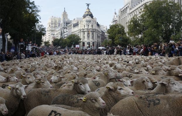Más de 2.000 ovejas toman el centro de Madrid para reivindicar la trashumancia Más de 2.000 ovejas toman el centro de Madrid para reivindicar la trashumancia