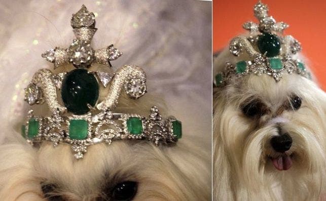 Tiara para perro de Riwin Jirapolsek.