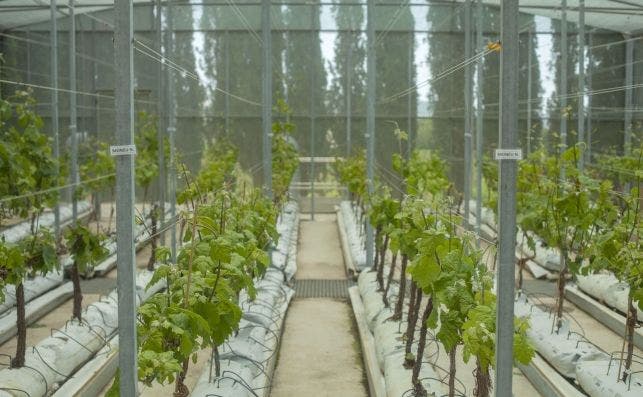 Vivero de crecimiento de cepas para tener suficiente madera para ver cómo y dónde se adapta mejor la planta