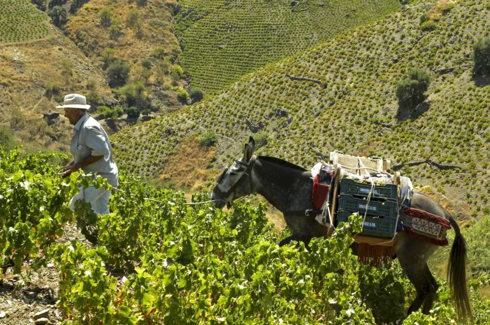 Un vendimiador en una plantación agrícola en Almería. Efe