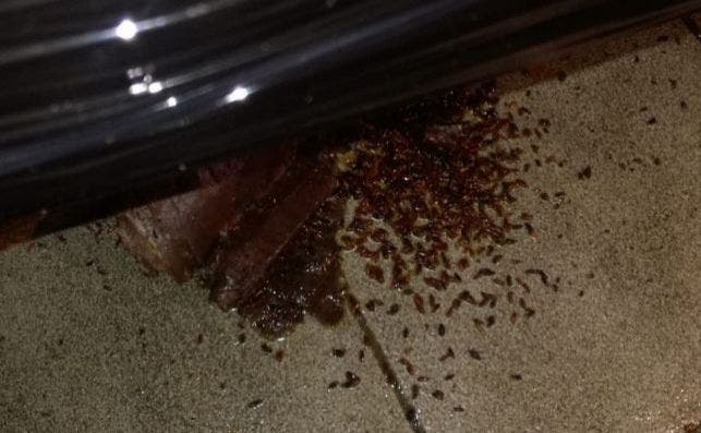 Una loncha de jamón llena de gusanos en el suelo de una nave industrial clausurada en Extremadura.