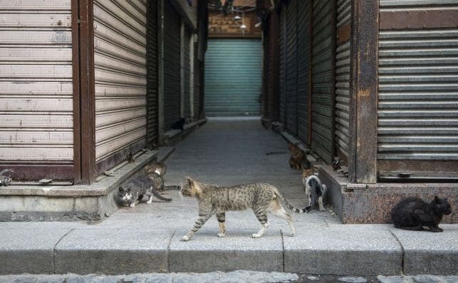 Estos son los animales con más posibilidades de ser portadores de coronavirus