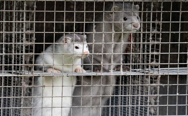 La viróloga Elisa Pérez explica que los mustélidos son los animales que más transmiten la Covid-19, por lo que pide precaución en las granjas