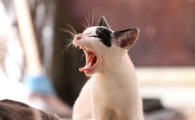 Imagen de un gato, animal clave en la lucha para encontrar una vacuna contra el coronavirus / Pixabay